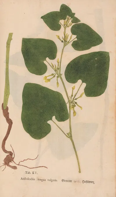 Ectypa vegetabilium Pl.105 by Christian Gottlieb Ludwig, 1760-1764 — digital art print download