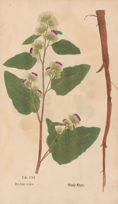 Ectypa vegetabilium Pl.106 by Christian Gottlieb Ludwig, 1760-1764 — digital art print download