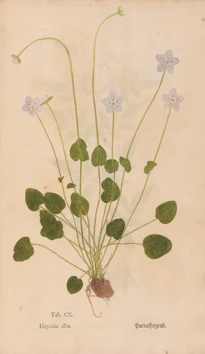 Ectypa vegetabilium Pl.110 by Christian Gottlieb Ludwig, 1760-1764 — digital art print download