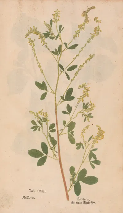 Ectypa vegetabilium Pl.113 by Christian Gottlieb Ludwig, 1760-1764 — digital art print download