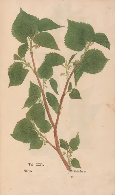 Ectypa vegetabilium Pl.114 by Christian Gottlieb Ludwig, 1760-1764 — digital art print download
