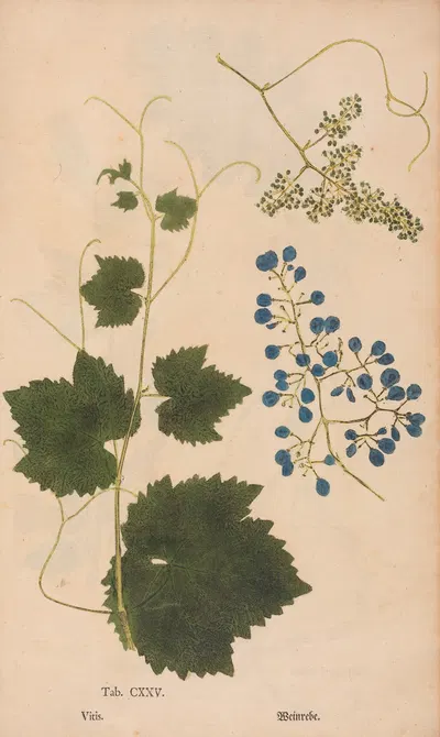 Ectypa vegetabilium Pl.125 by Christian Gottlieb Ludwig, 1760-1764 — digital art print download
