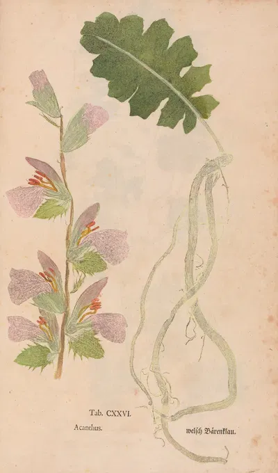 Ectypa vegetabilium Pl.126 by Christian Gottlieb Ludwig, 1760-1764 — digital art print download