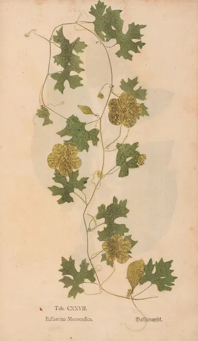 Ectypa vegetabilium Pl.127 by Christian Gottlieb Ludwig, 1760-1764 — digital art print download