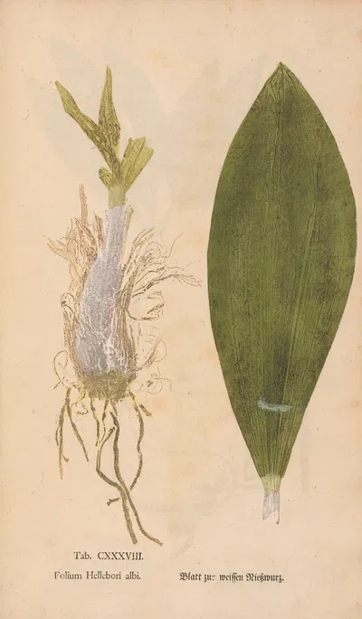 Ectypa vegetabilium Pl.138 by Christian Gottlieb Ludwig, 1760-1764 — digital art print download
