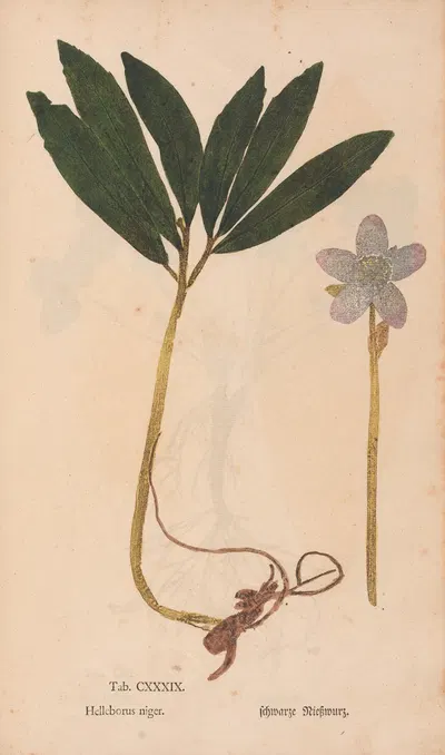 Ectypa vegetabilium Pl.139 by Christian Gottlieb Ludwig, 1760-1764 — digital art print download