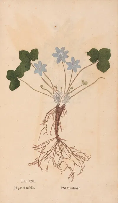 Ectypa vegetabilium Pl.140 by Christian Gottlieb Ludwig, 1760-1764 — digital art print download