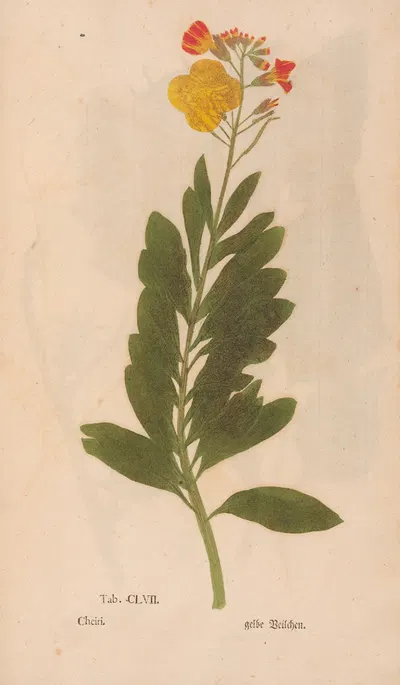 Ectypa vegetabilium Pl.157 by Christian Gottlieb Ludwig, 1760-1764 — digital art print download