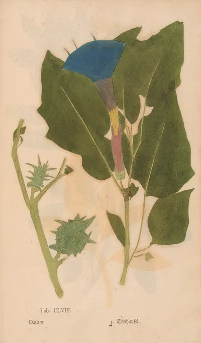 Ectypa vegetabilium Pl.158 by Christian Gottlieb Ludwig, 1760-1764 — digital art print download