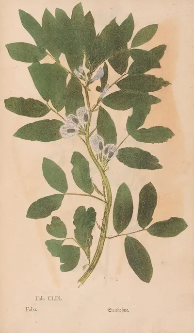 Ectypa vegetabilium Pl.159 by Christian Gottlieb Ludwig, 1760-1764 — digital art print download