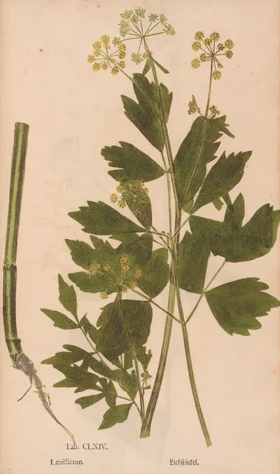 Ectypa vegetabilium Pl.164 by Christian Gottlieb Ludwig, 1760-1764 — digital art print download