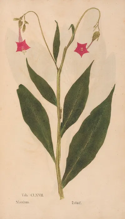 Ectypa vegetabilium Pl.167 by Christian Gottlieb Ludwig, 1760-1764 — digital art print download