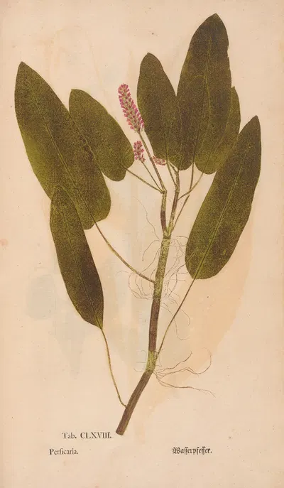 Ectypa vegetabilium Pl.168 by Christian Gottlieb Ludwig, 1760-1764 — digital art print download