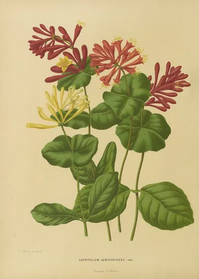 Nederlandsche flora en pomona Pl.03 by Abraham Jacobus Wendel, 1879 — digital art print download