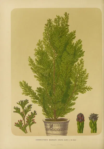 Nederlandsche flora en pomona Pl.04 by Abraham Jacobus Wendel, 1879 — digital art print download