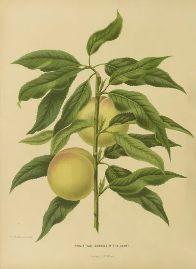 Nederlandsche flora en pomona Pl.06 by Abraham Jacobus Wendel, 1879 — digital art print download