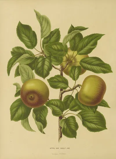 Nederlandsche flora en pomona Pl.07 by Abraham Jacobus Wendel, 1879 — digital art print download