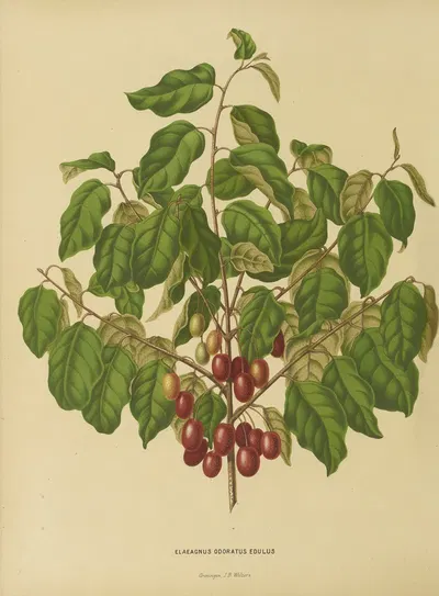 Nederlandsche flora en pomona Pl.08 by Abraham Jacobus Wendel, 1879 — digital art print download
