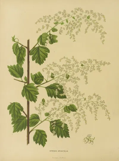 Nederlandsche flora en pomona Pl.10 by Abraham Jacobus Wendel, 1879 — digital art print download