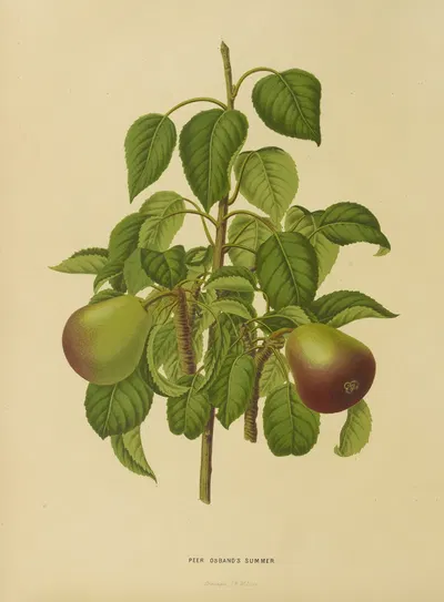 Nederlandsche flora en pomona Pl.11 by Abraham Jacobus Wendel, 1879 — digital art print download