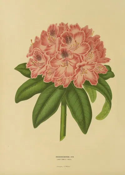 Nederlandsche flora en pomona Pl.14 by Abraham Jacobus Wendel, 1879 — digital art print download