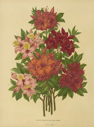 Nederlandsche flora en pomona Pl.15 by Abraham Jacobus Wendel, 1879 — digital art print download