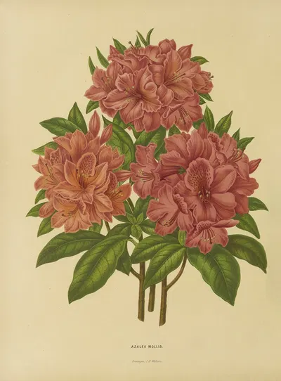 Nederlandsche flora en pomona Pl.17 by Abraham Jacobus Wendel, 1879 — digital art print download