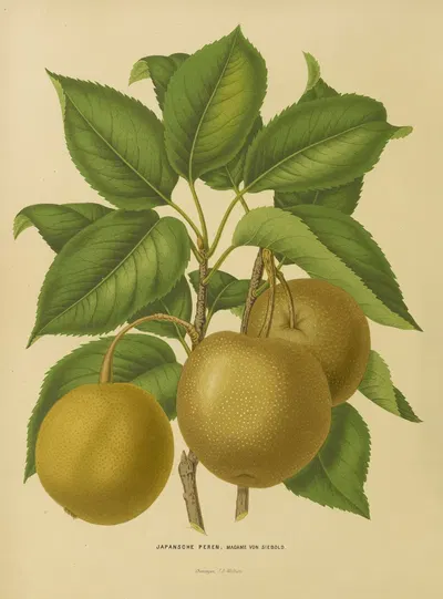 Nederlandsche flora en pomona Pl.21 by Abraham Jacobus Wendel, 1879 — digital art print download