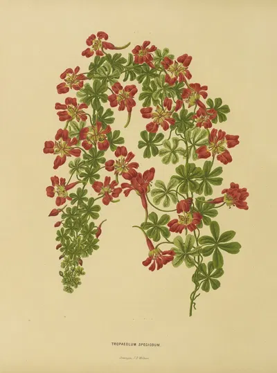 Nederlandsche flora en pomona Pl.22 by Abraham Jacobus Wendel, 1879 — digital art print download