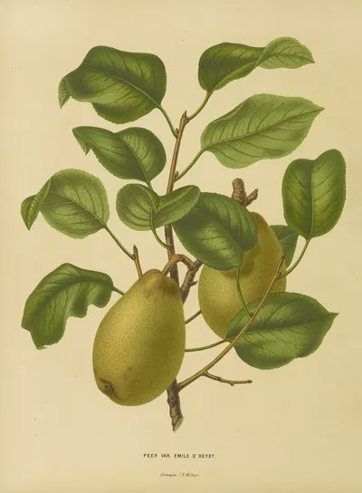 Nederlandsche flora en pomona Pl.25 by Abraham Jacobus Wendel, 1879 — digital art print download