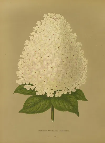 Nederlandsche flora en pomona Pl.26 by Abraham Jacobus Wendel, 1879 — digital art print download