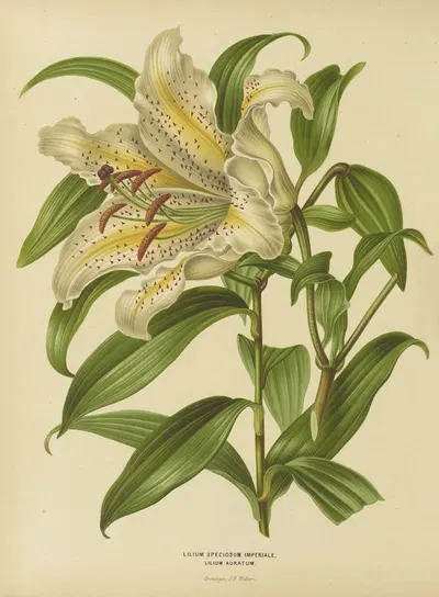 Nederlandsche flora en pomona Pl.30 by Abraham Jacobus Wendel, 1879 — digital art print download