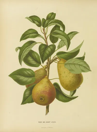 Nederlandsche flora en pomona Pl.33 by Abraham Jacobus Wendel, 1879 — digital art print download