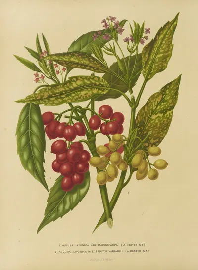 Nederlandsche flora en pomona Pl.34 by Abraham Jacobus Wendel, 1879 — digital art print download