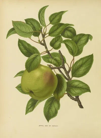 Nederlandsche flora en pomona Pl.35 by Abraham Jacobus Wendel, 1879 — digital art print download