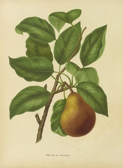 Nederlandsche flora en pomona Pl.37 by Abraham Jacobus Wendel, 1879 — digital art print download