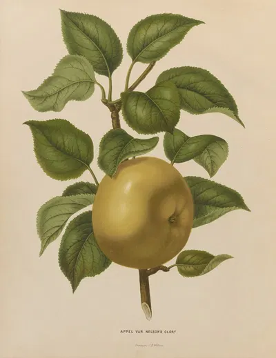 Nederlandsche flora en pomona Pl.38 by Abraham Jacobus Wendel, 1879 — digital art print download