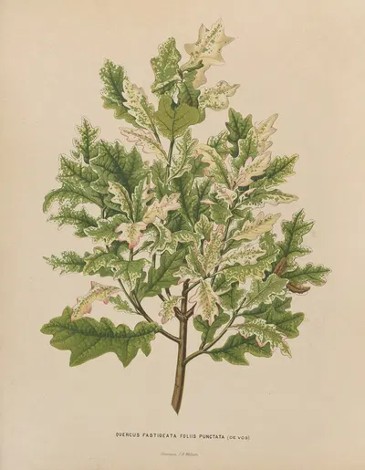Nederlandsche flora en pomona Pl.40 by Abraham Jacobus Wendel, 1879 — digital art print download