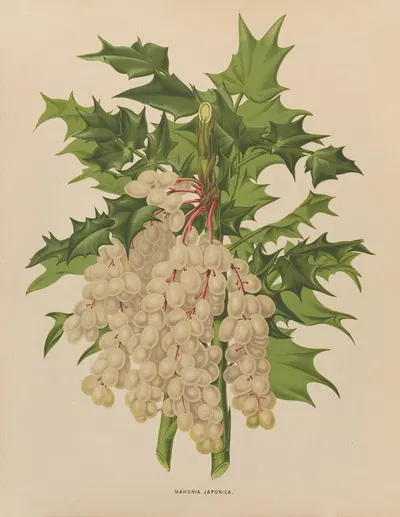 Nederlandsche flora en pomona Pl.41 by Abraham Jacobus Wendel, 1879 — digital art print download