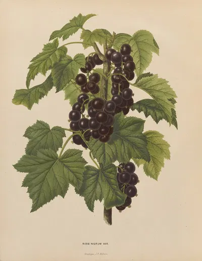 Nederlandsche flora en pomona Pl.45 by Abraham Jacobus Wendel, 1879 — digital art print download