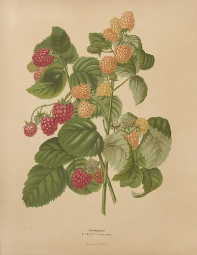 Nederlandsche flora en pomona Pl.46 by Abraham Jacobus Wendel, 1879 — digital art print download