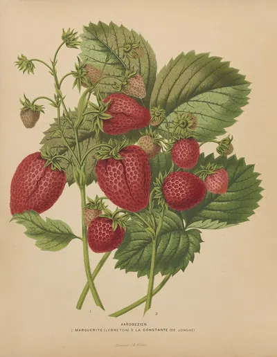 Nederlandsche flora en pomona Pl.48 by Abraham Jacobus Wendel, 1879 — digital art print download
