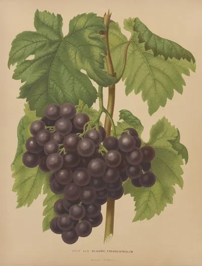 Nederlandsche flora en pomona Pl.50 by Abraham Jacobus Wendel, 1879 — digital art print download