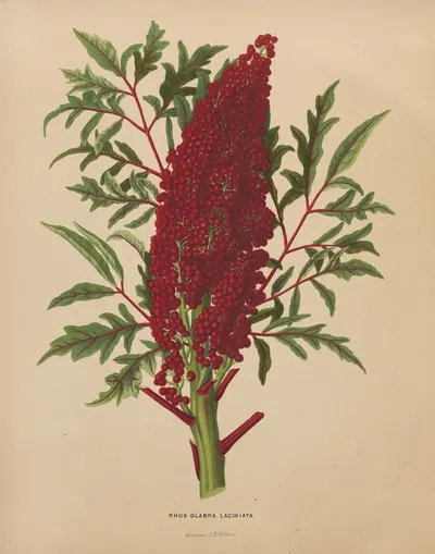 Nederlandsche flora en pomona Pl.52 by Abraham Jacobus Wendel, 1879 — digital art print download