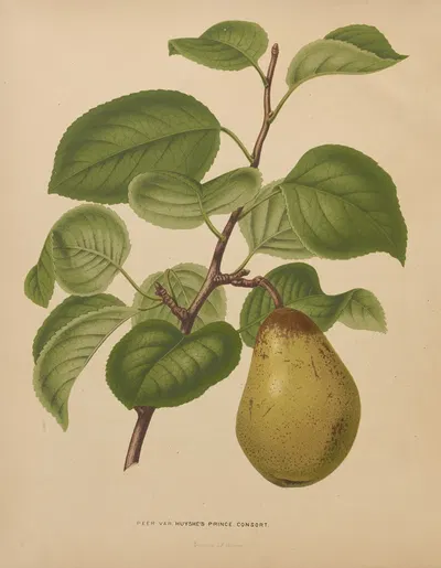 Nederlandsche flora en pomona Pl.55 by Abraham Jacobus Wendel, 1879 — digital art print download