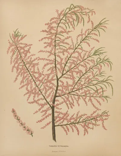Nederlandsche flora en pomona Pl.56 by Abraham Jacobus Wendel, 1879 — digital art print download