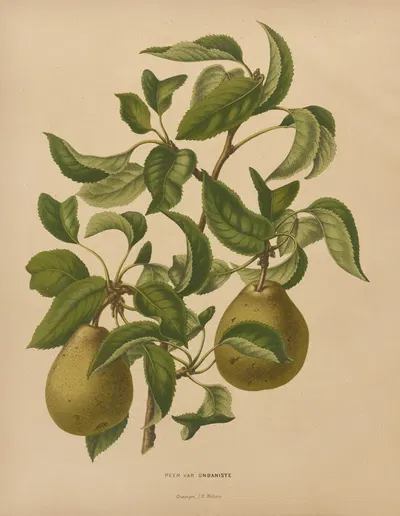Nederlandsche flora en pomona Pl.59 by Abraham Jacobus Wendel, 1879 — digital art print download