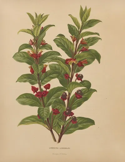 Nederlandsche flora en pomona Pl.60 by Abraham Jacobus Wendel, 1879 — digital art print download