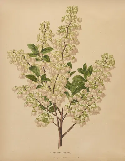 Nederlandsche flora en pomona Pl.61 by Abraham Jacobus Wendel, 1879 — digital art print download