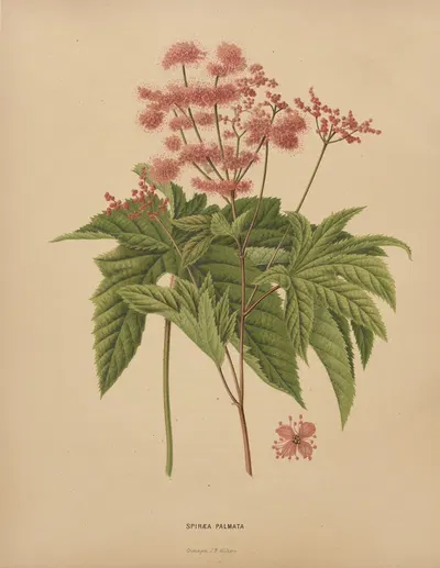 Nederlandsche flora en pomona Pl.62 by Abraham Jacobus Wendel, 1879 — digital art print download